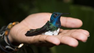 hummingbirds