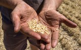 soldiers harvest australia