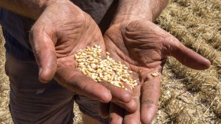 soldiers harvest australia