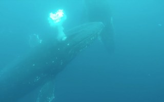 Humpback whales