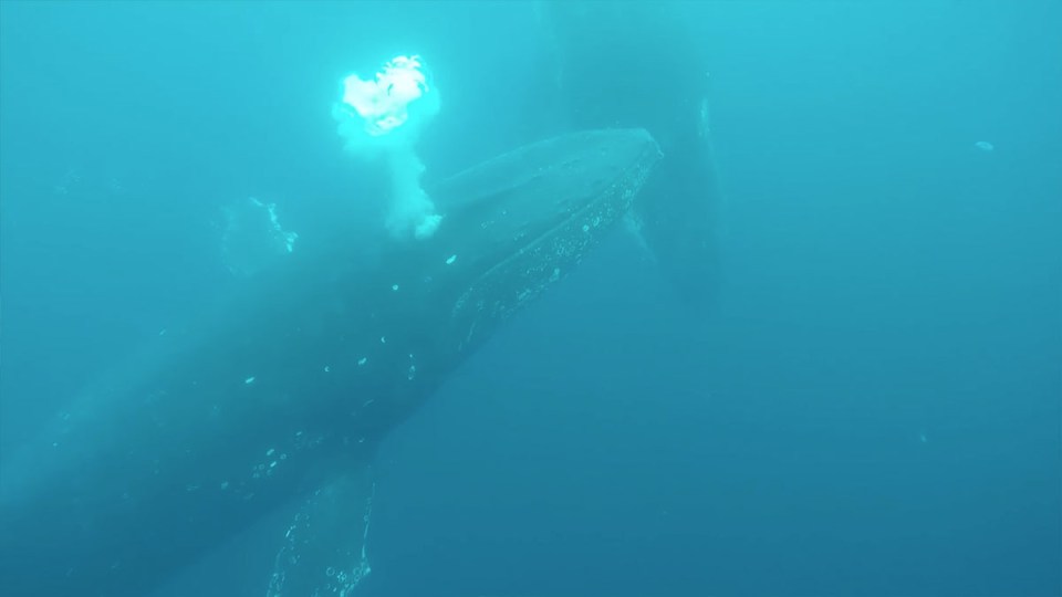 Humpback whales