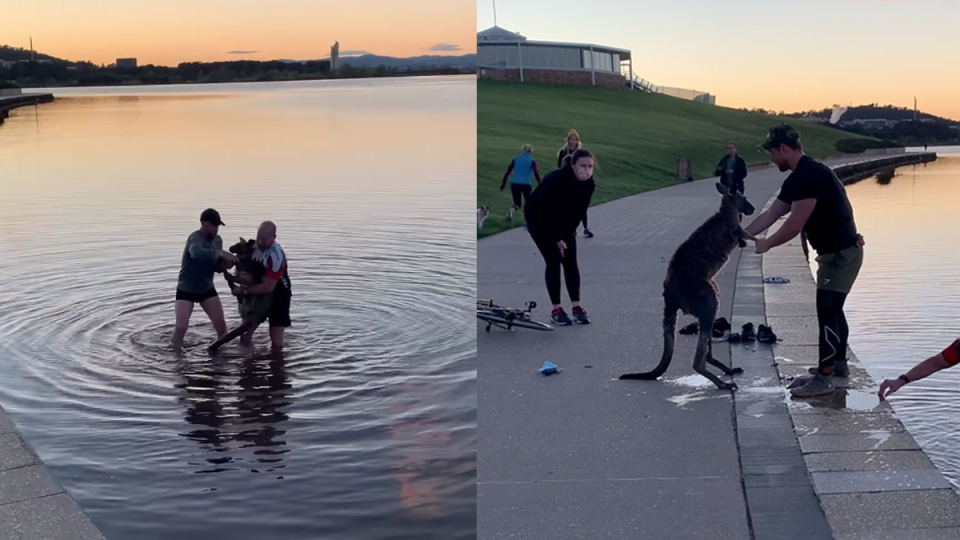 kangaroo rescue Canberra