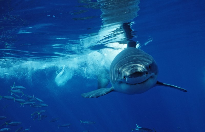 Australia shark deterrent