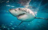 Australia shark attacks