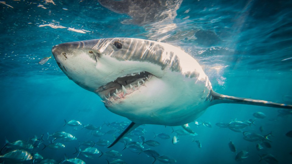 Australia shark attacks