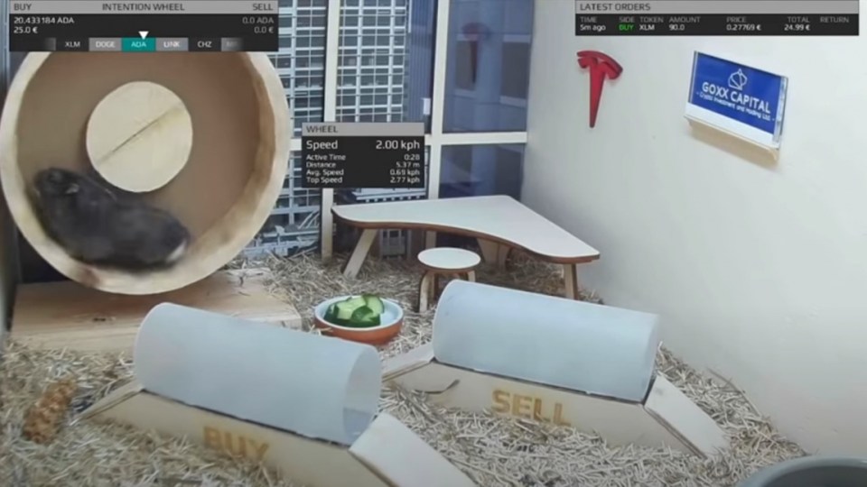 hamster cryptocurrencies