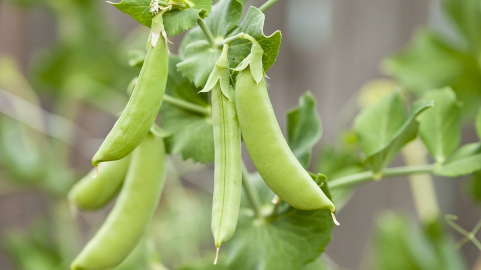 pea prices