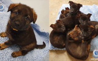 pups