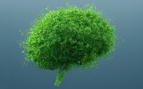 MIND diet