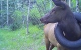 Elk