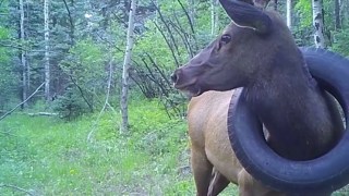 Elk