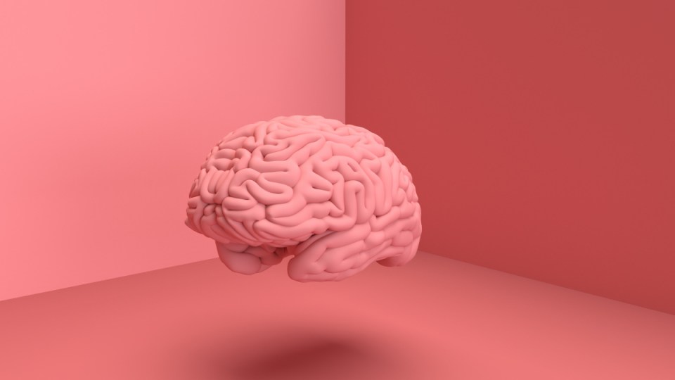 brains