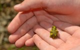 frogs melbourne zoo covid