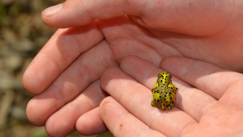 frogs melbourne zoo covid