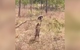 videos of the week