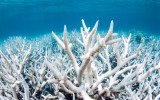 Great Barrier Reef