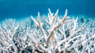 Great Barrier Reef