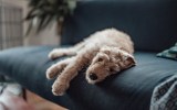 separation anxiety dogs