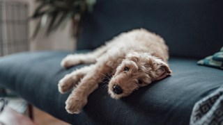 separation anxiety dogs