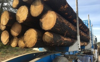 Logging