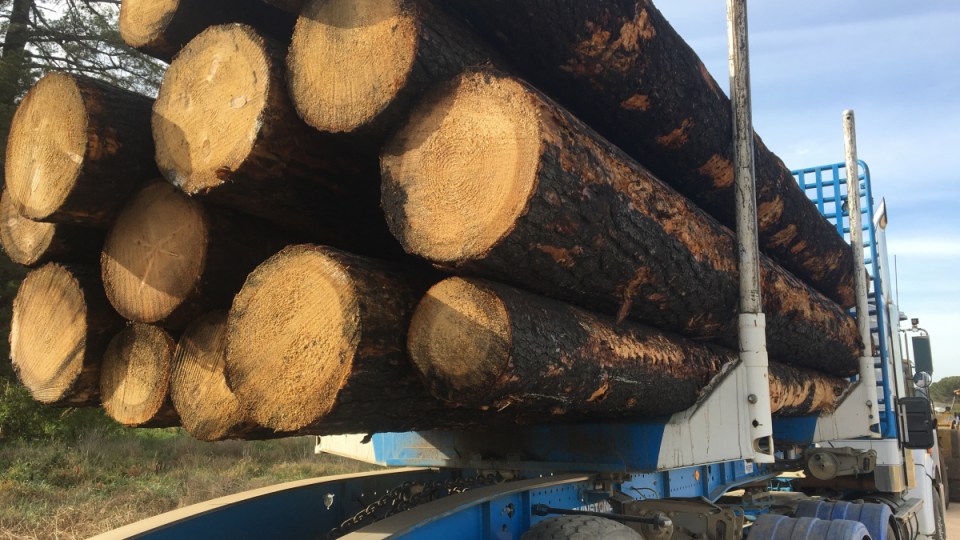Logging