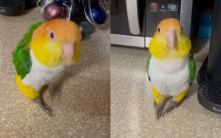 videos