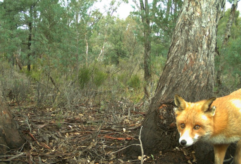 animal stories