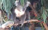 koalas bridgewater plantation