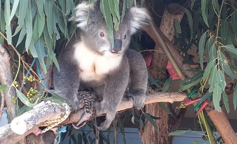 koalas bridgewater plantation