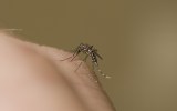 Japanese encephalitis