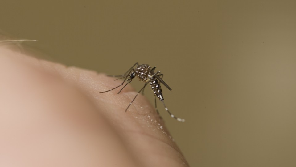 Japanese encephalitis