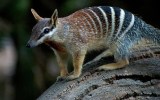 numbat