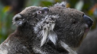 koala