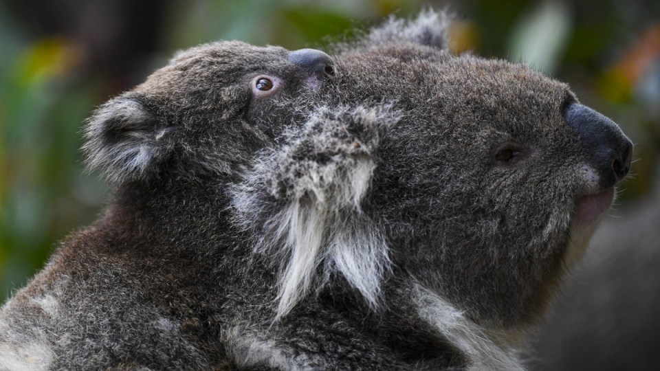 koala