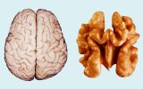 walnuts
