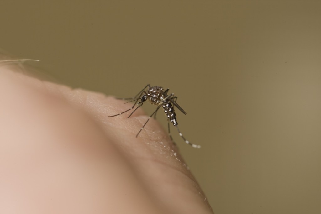 Japanese encephalitis