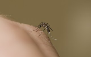 encephalitis