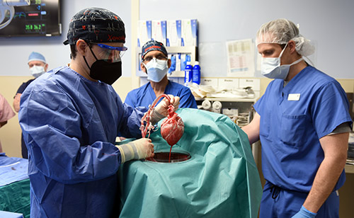 pig heart transplant