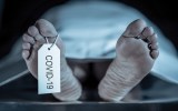 covid death toll