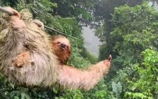 videos sloth