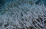 Reef