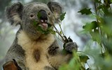 koala chlamydia