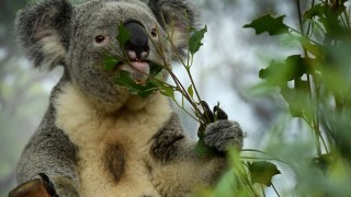 koala chlamydia