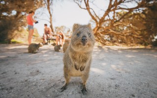 Rottnest Island quokka