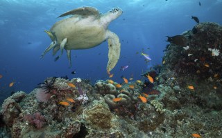 Great Barrier Reef UN high seas treaty