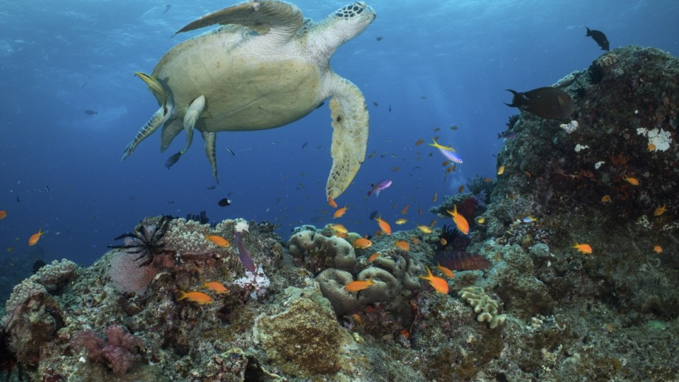 Great Barrier Reef UN high seas treaty