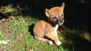 dingoes