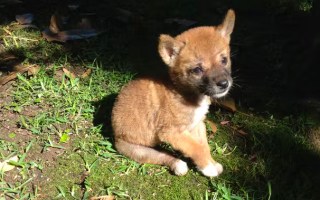 dingoes