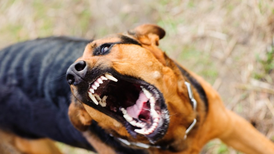 australia post dog attack
