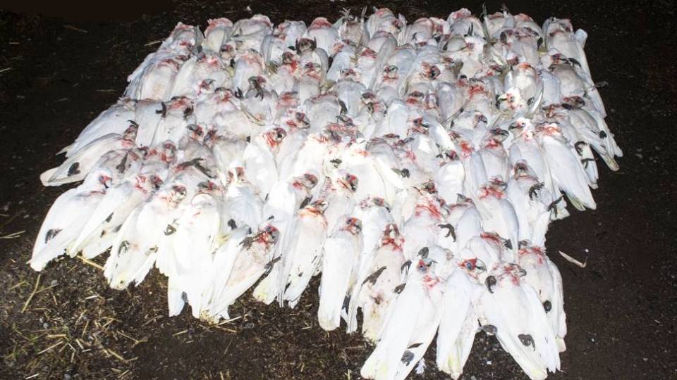 parrot deaths